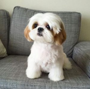 shih-tzu-dog-04