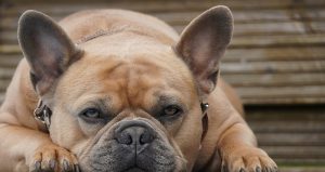 Bulldog-51